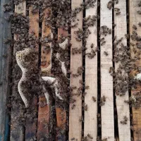 زنبور عسل مازندران