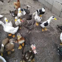 اردک محلی گوشتی و طبیعی