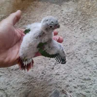 جوجه گرینچیک