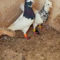 طوق سیاه دوبر قفل طوق شازه ای