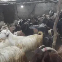 بز لوداب|حیوانات مزرعه|یاسوج, |دیوار