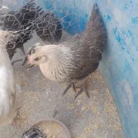 پنج عدد جوجه مرغ بومی چهارماهه + اشانتیون