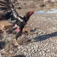 خروس لاری تاج مهر