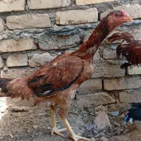 مرغ، خروس لاری
