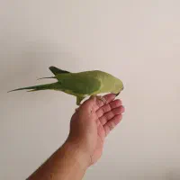 طوطی ملنگو