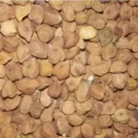 نخود قرمز تمیز و تازه