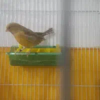 قناری نروماده
