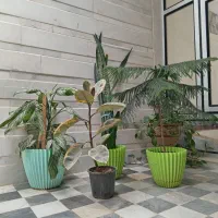 گل های طبیعی
