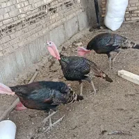 فروش بوقلمون نر بالغ