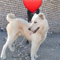 سلام طوله سگ اصل ونصب دار