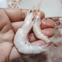 پلویی کیلو۲۸۰