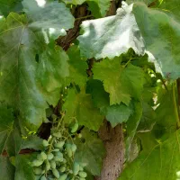 فروش-باغ-کنارجوی-اب-ماهان