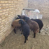 گوسفند زنده