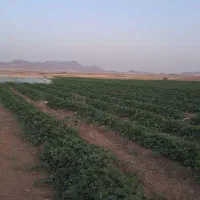 گوگرد پاشی پودری با دستگاه موتوری پشتی