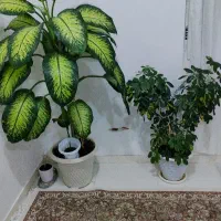 گل و گیاه زینتی