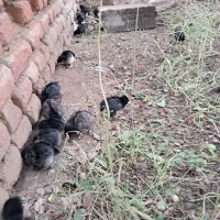 جوجه بلک استار تخم گذار