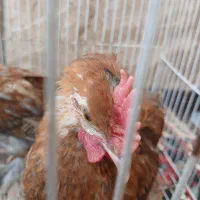 جوجه کوشین