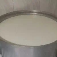 شیرگاو