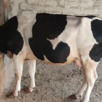 گاو وگوساله ماده