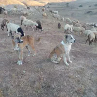 توله سگ خراسانی