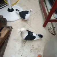کبوتر