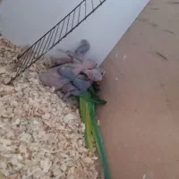 جوجه طوطی ملنگو و گرینچیک تولید داخل