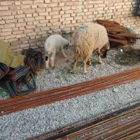 میش بره نر سرحال علف خور