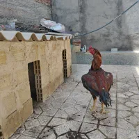 خروس لاری دوازده ماهه زیبای چهار دونگ