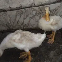 اردک ،مرغابی،سالم وسرحال بشرط