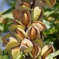بادام دپرختی