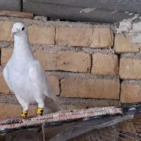 الماسی شیشه ای چنگ سفید نر