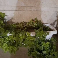 گل و گیاه