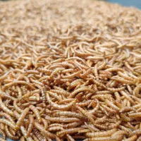 میلورم خشک وزنده کرم خشک وزنده