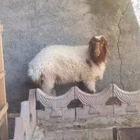 بره نر