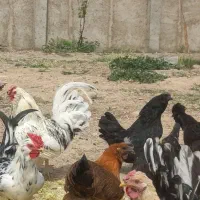 خروس گلین ۸ماه چهل تاج