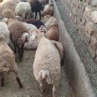 بره 40راس
