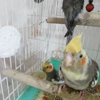 یک جفت عروس هلندی مولد و سخنگو