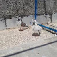 فروش کبوتر