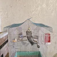 عروس هلندی نر سخنگو
