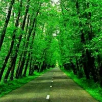 خدمات باغبانی و گلهای آپارتمانی