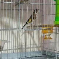 سهره بخون .جفت ،جفت خورده