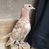 کفتررنگه