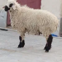 قوچ‌چاق