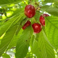 ۸۰۰متر باغ چهار دیواری علی اباد قره کهریز