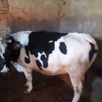 گاو ماده کشتاری چاق حدود ۵۰۰ کیلو زنده ش میشه