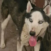 سگ هاسکی