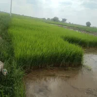 بذز شالی نشا