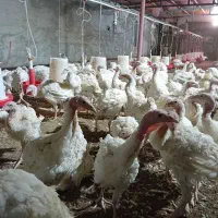 فروش بوقلمون گوشتی