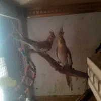 عروس هلندی و قناری