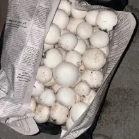 قارچ درجه یک سوپر لوکس